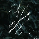 شابلون طرح پتینه کد P13 نقشینو